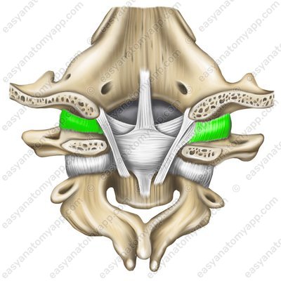 Atlanto-occipital joint (art. atlantooccipitalis)
